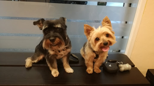 Veterinarian Palafolls (C.a.v.) / Canine Grooming Monica – Palafolls