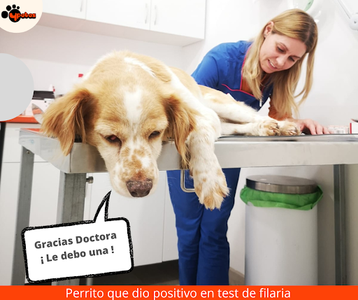 Veterinario 4patas Vecindario – Vecindario