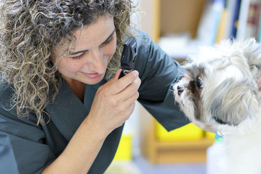 Veterinario Alcorcón – Alcorcón