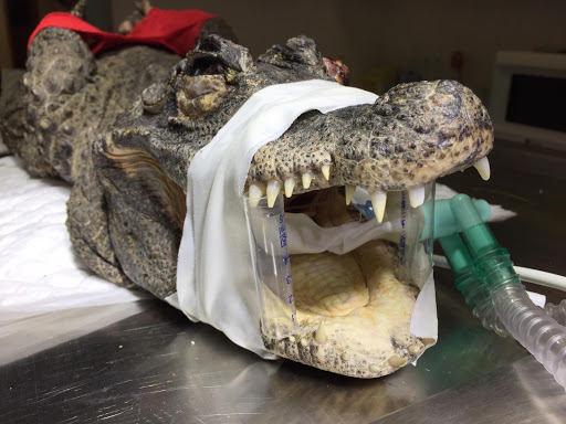 Veterinario Barrio del Pilar Clínica Veterinaria Madagascar – Madrid