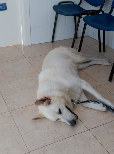 Veterinario Consultorio Burrianense – Borriana