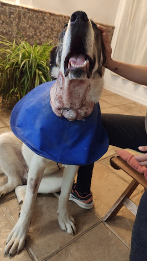 Veterinario El Encinar – Viso del Marqués