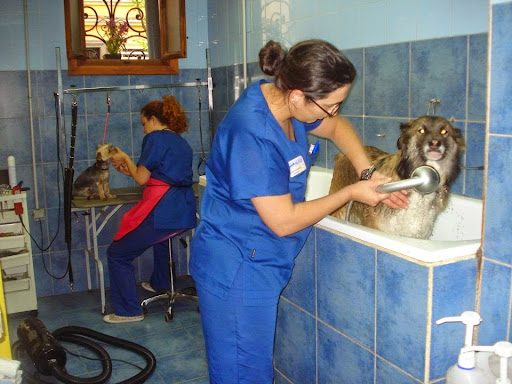 Veterinario En Valencia – Centro Médico Veterinario El Palau – Valencia