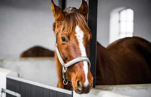 Veterinario En Verdecora Leganés · Madrid – Gmc Vet Group – Leganés