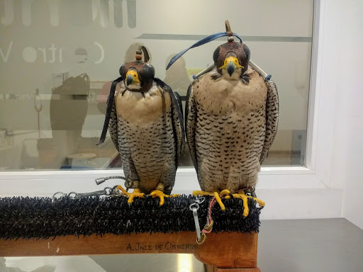 Veterinario Exóticos Granada – Alhendín