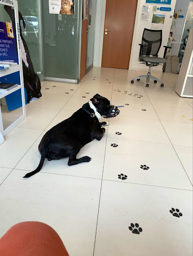 Veterinario Los Cachorros – Madrid