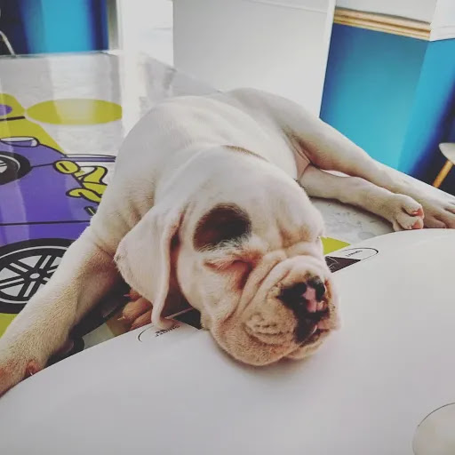 Veterinario Polaris – Maria de la Salut