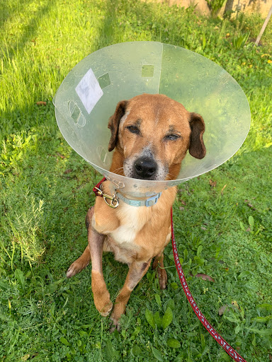 Veterinario Ribeiro – Ribadavia