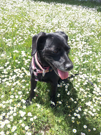 Veterinarios Servivetdivertperros – Bigues i Riells