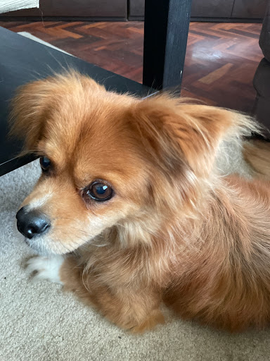 Veterinarios Zooserga La Coruña – Abegondo