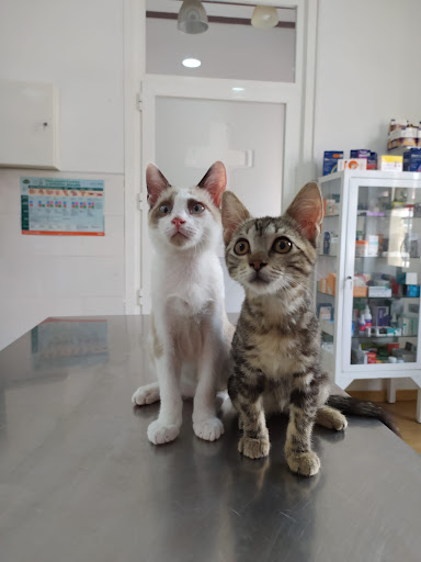 Veterinaris Sant Antoni – Canals