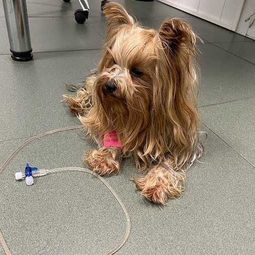 Veterinary Emergency Center – Madrid