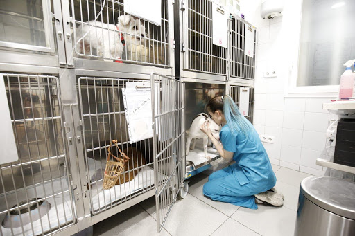 Veterinary Medical Center Delicias – Madrid