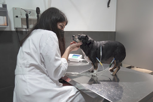 Veterinos Clínica Veterinaria – Valencia