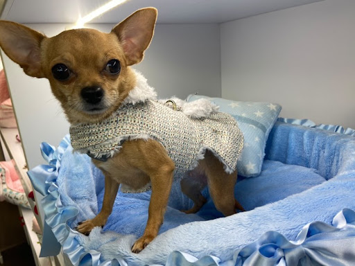 Veterizonia Center – Valencia