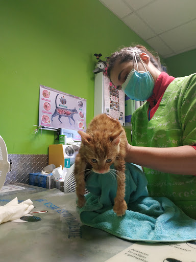 Vetermascotas – Bustarviejo