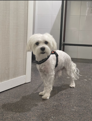 Vetervitae – Hinojosa del Duque