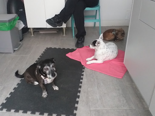 Vetsana. Clínica Veterinaria Natural – Madrid