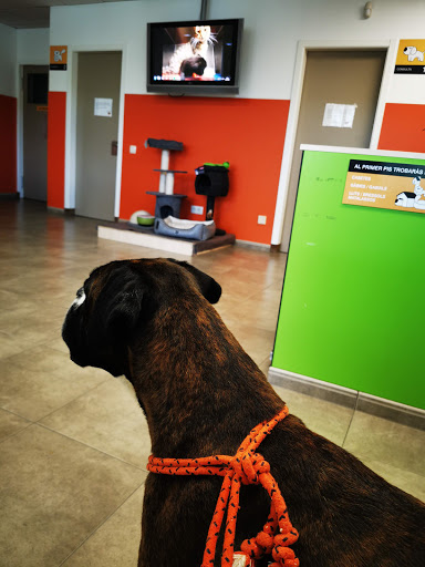 Vetxarxa Torelló (Espai Veterinari) – Torelló