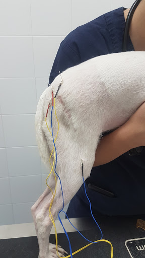 Vetysana Acupuntura Veterinaria – Córdoba