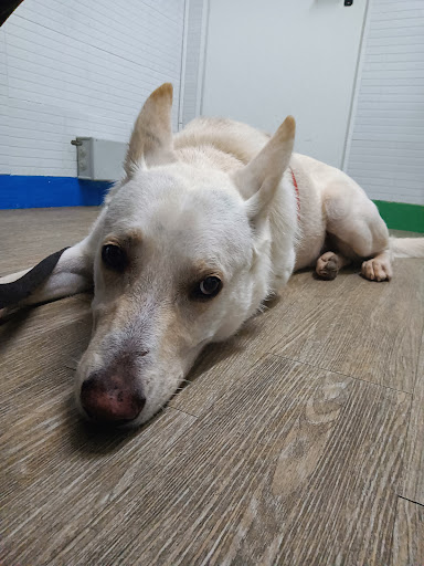 Vetzoo, S.l. Clínica Veterinaria – – Sabadell