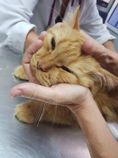 Via Veterinaria Castellbisbal (Veteralia) – Castellbisbal