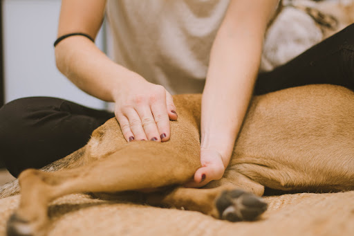 Vibra Veterinaria – Centro de Rehabilitación y Fisiatría – Godella