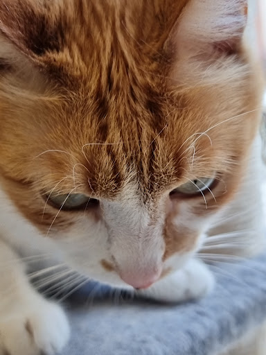 Vida Animal Clínica Veterinaria (Santpedor) – Santpedor