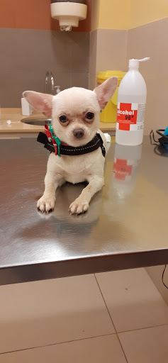 Vila Veterinaris – Ibiza