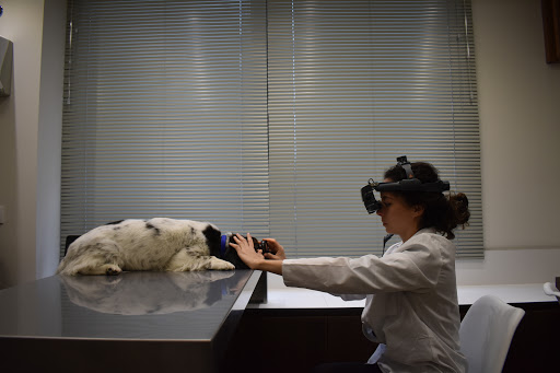 Vúo Oftalmología Veterinaria – Santiago de Compostela