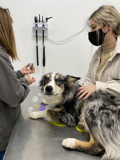 Willows Clínica Veterinaria – Cartagena