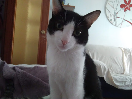 Xxi Century Veterinary Clínical Center – Zaragoza